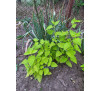 Лофант анісовий Золотий ювілей (agastache rugosa Golden Jubilee)